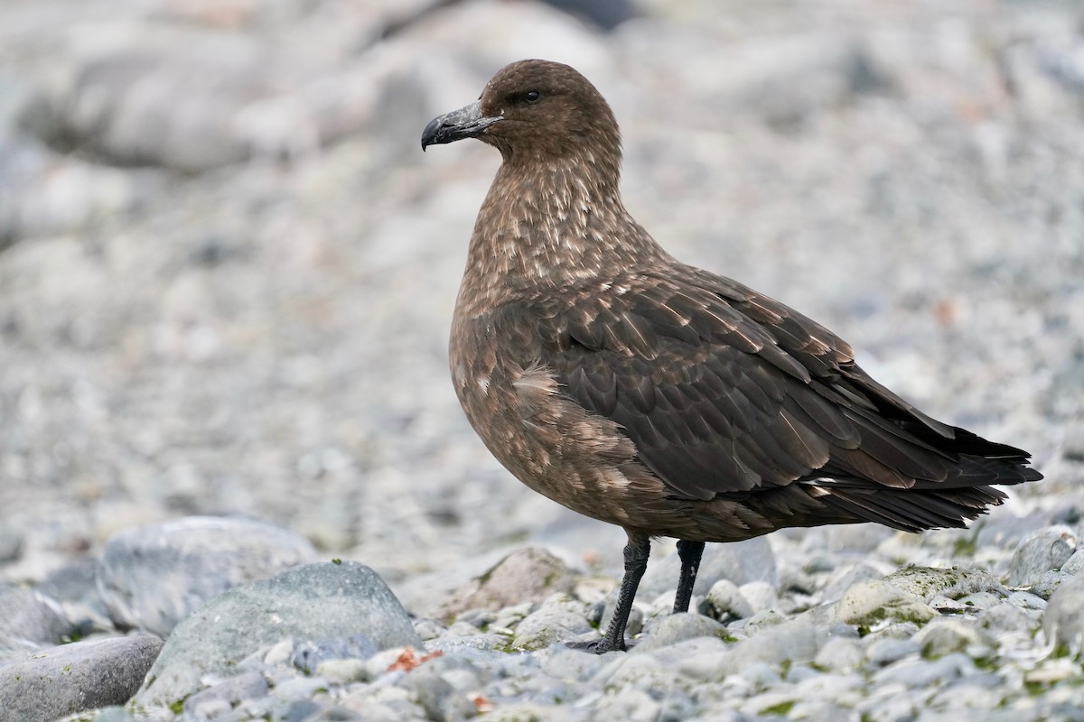 Brown Skua - ML414654631