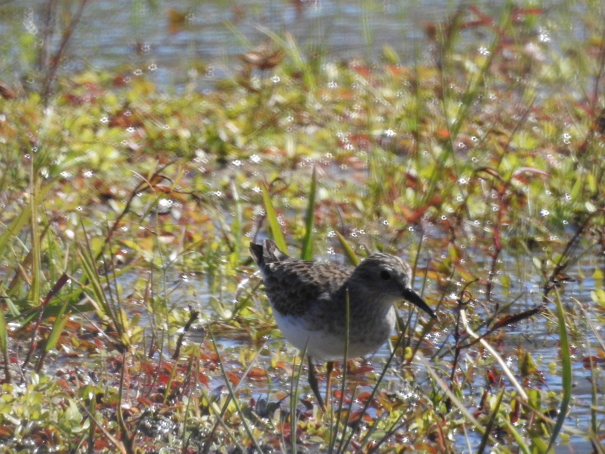 Least Sandpiper - ML414654871