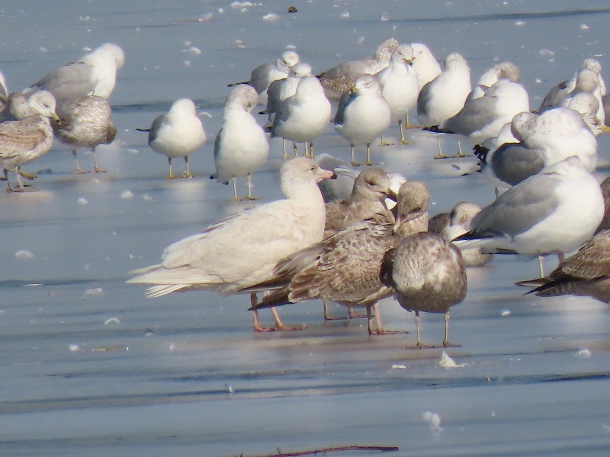 Glaucous Gull - ML414655091