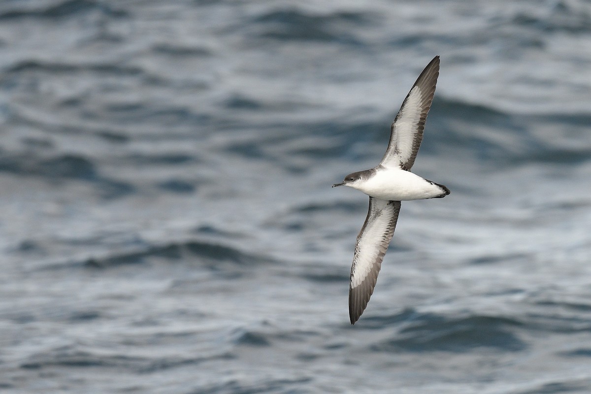 Manx Shearwater - Kate Sutherland