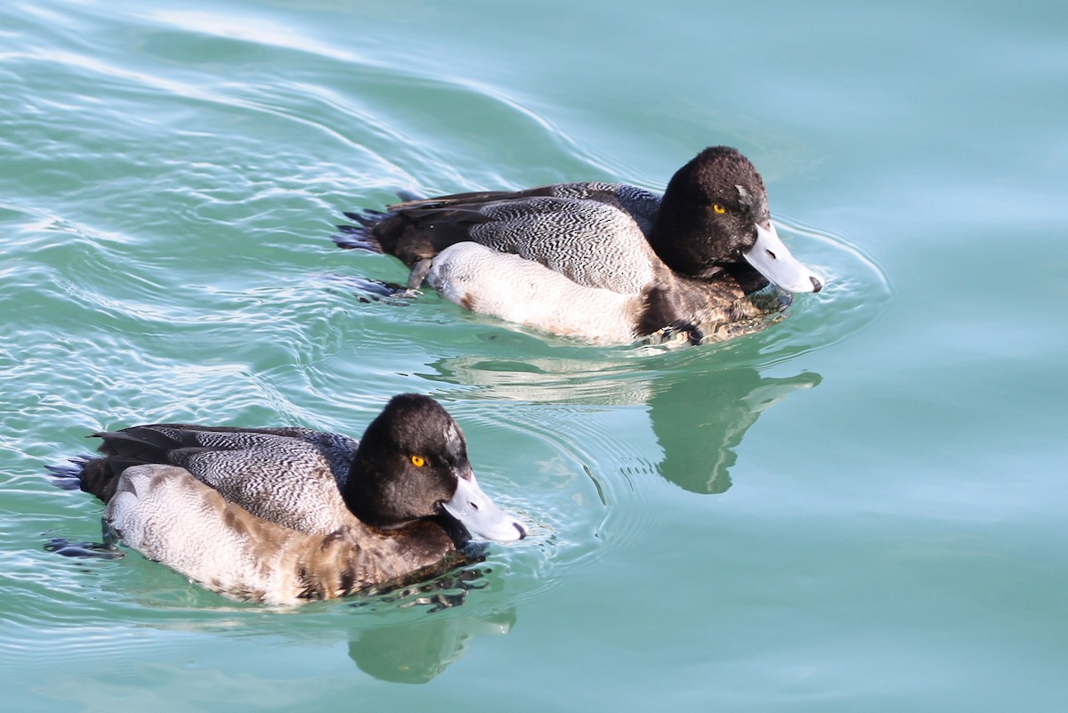 Lesser Scaup - ML414656871