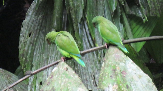 Cobalt-winged Parakeet - ML414657961