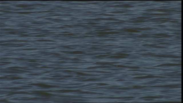 Lesser Scaup - ML414660