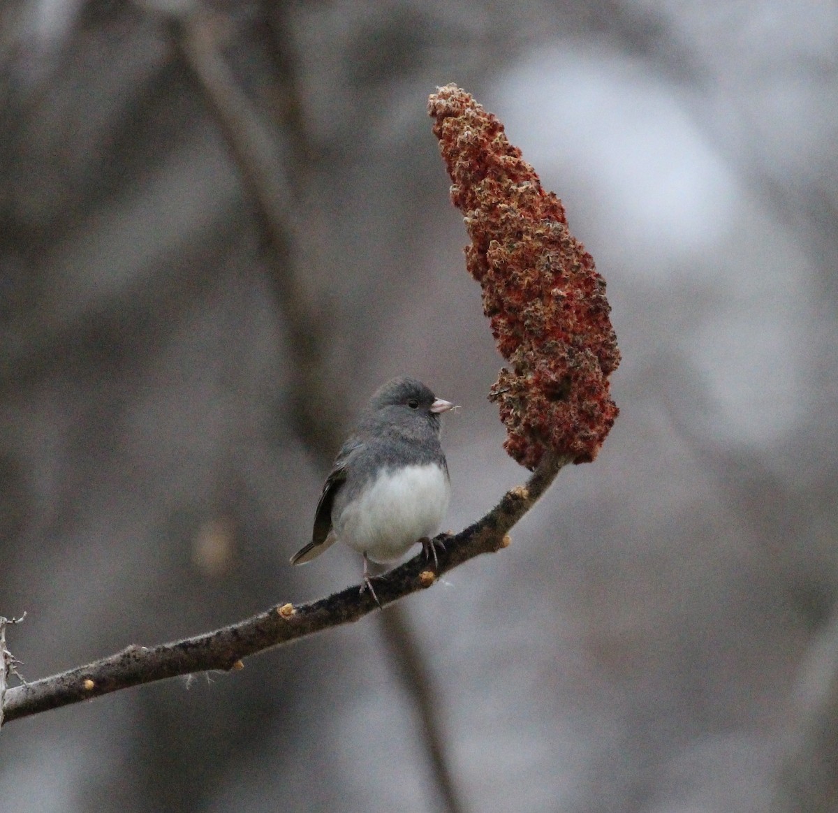 Junco Ojioscuro - ML41466011