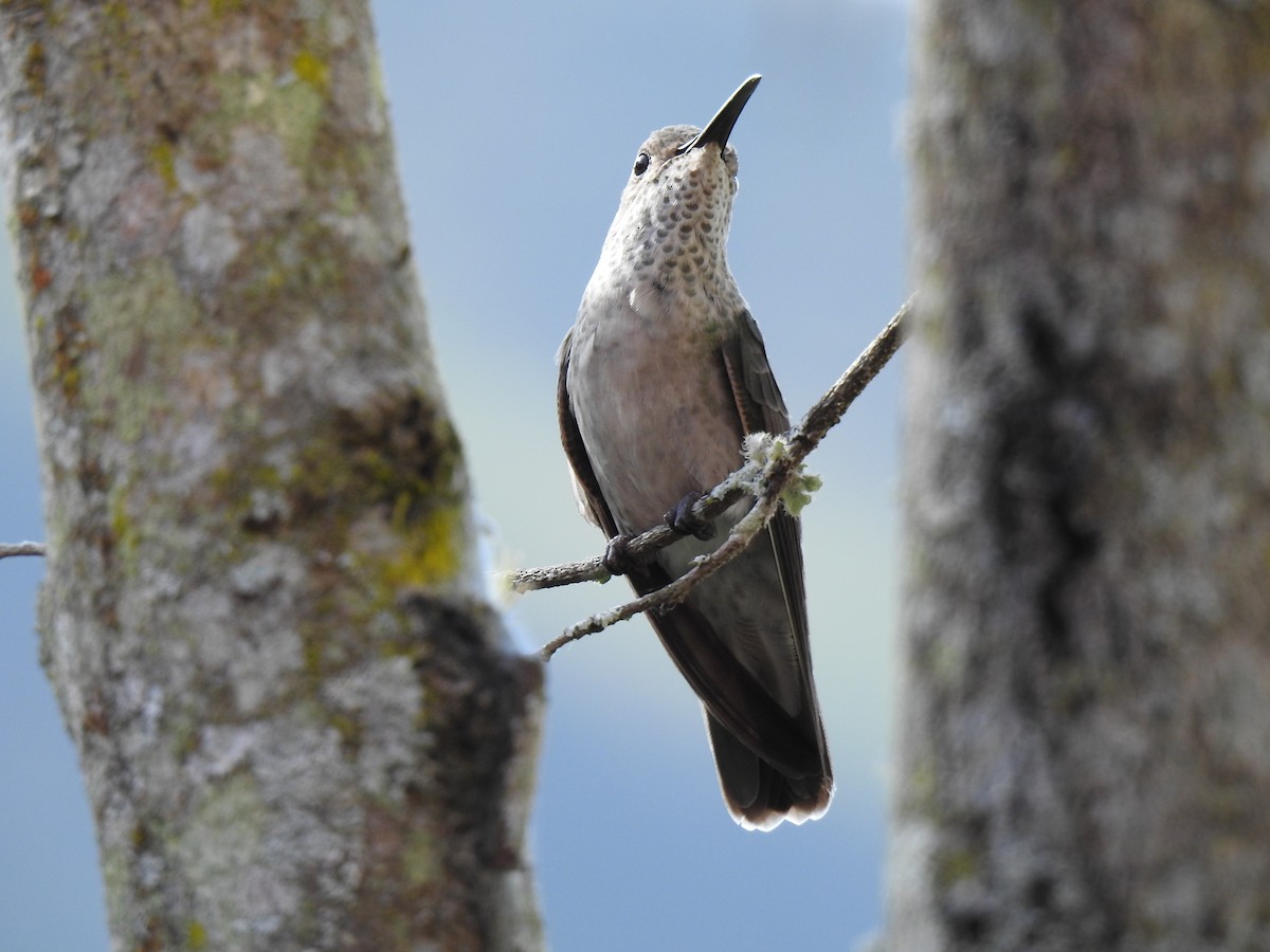 Spot-throated Hummingbird - Antonio García Bravo - CORBIDI