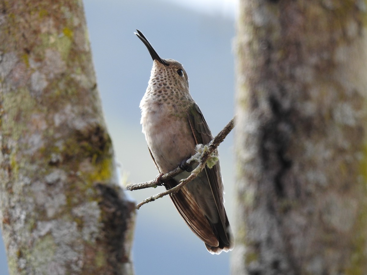 Spot-throated Hummingbird - Antonio García Bravo - CORBIDI