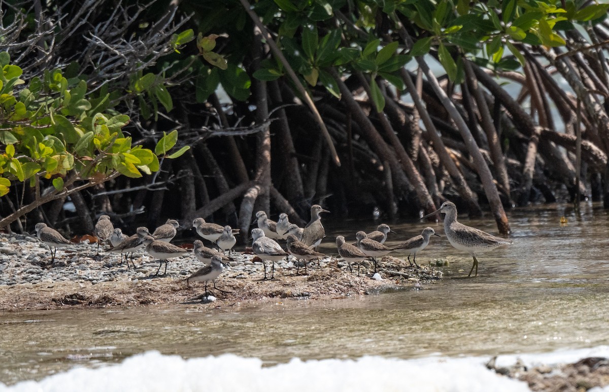 短嘴半蹼鷸 - ML414661251