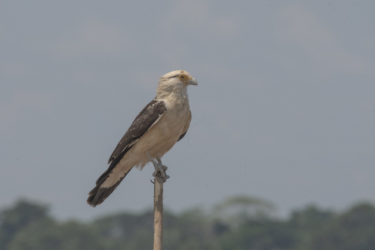 Yellow-headed Caracara - Leandro Arias