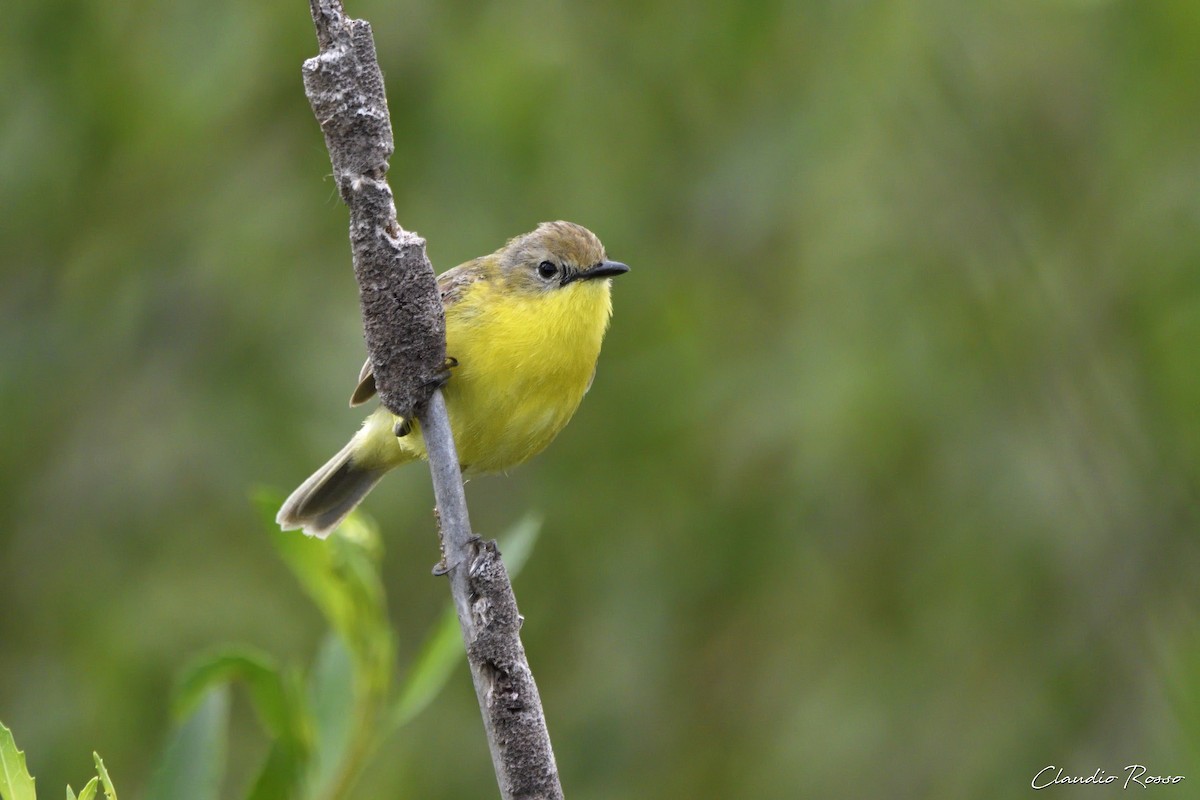 Doradito Tucumano - ML414661921