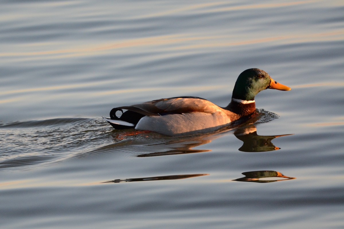 Canard colvert - ML414662161