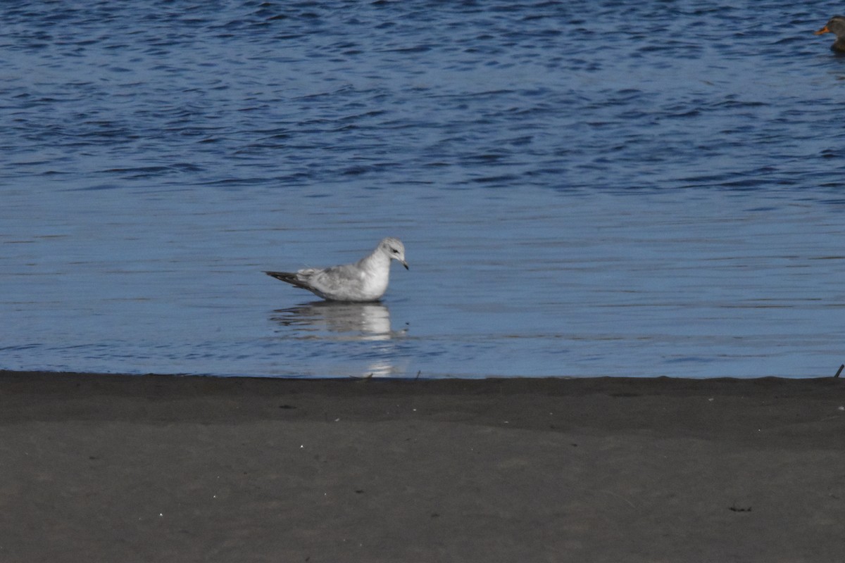Short-billed Gull - ML414662501