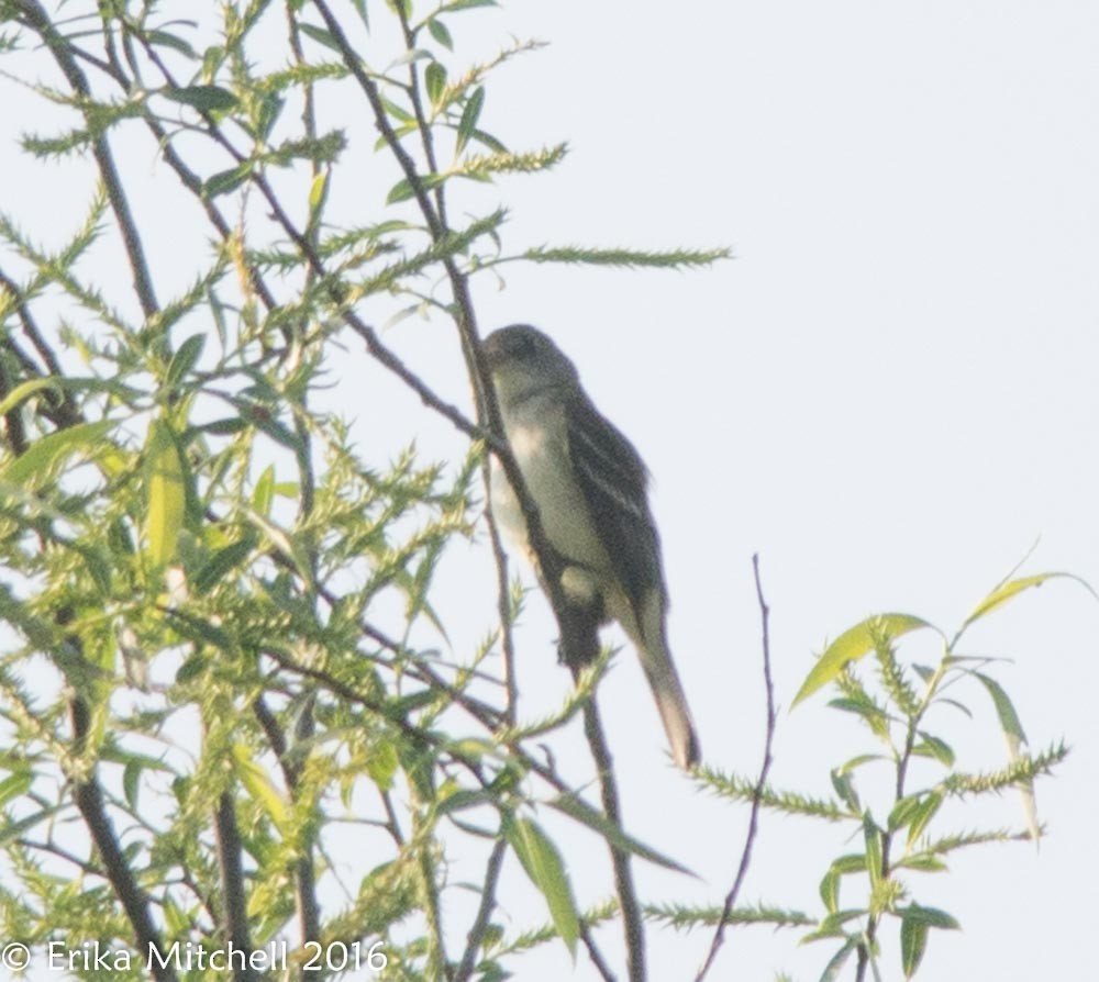 Alder Flycatcher - ML41466311