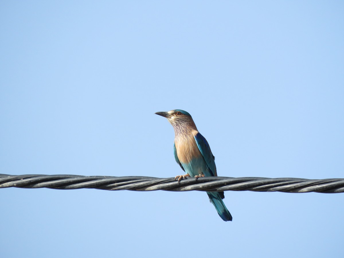 Indian Roller - ML414663121