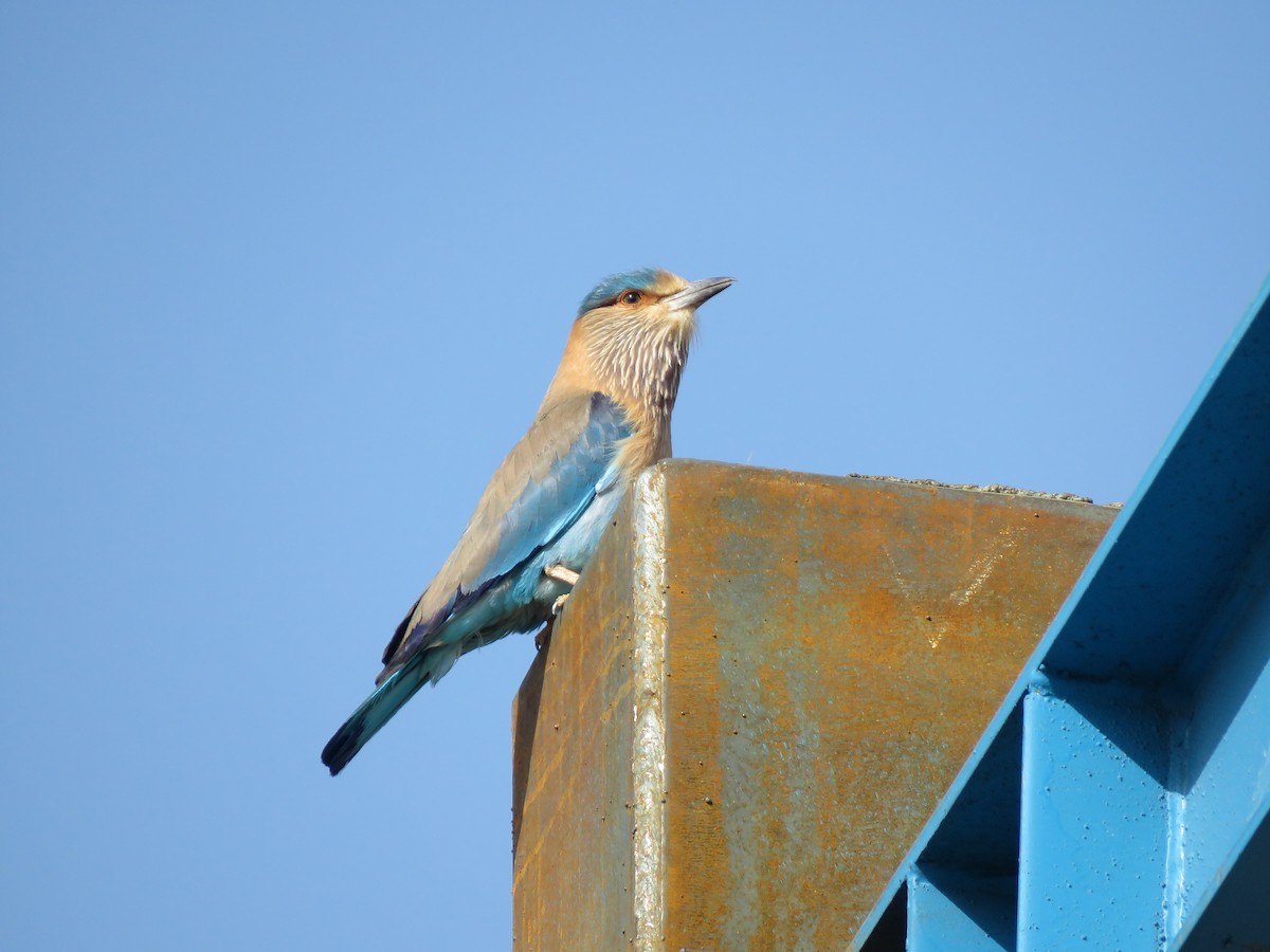 Indian Roller - ML414663161