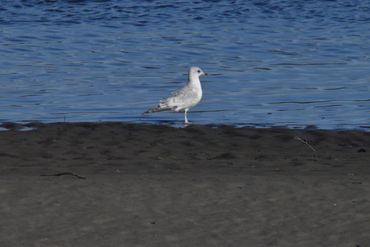 Short-billed Gull - ML414663701