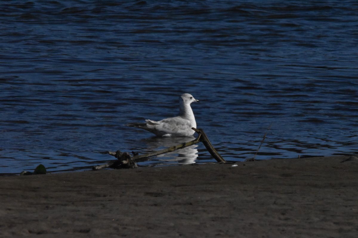 Short-billed Gull - ML414663731