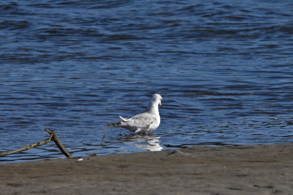 Short-billed Gull - ML414664051
