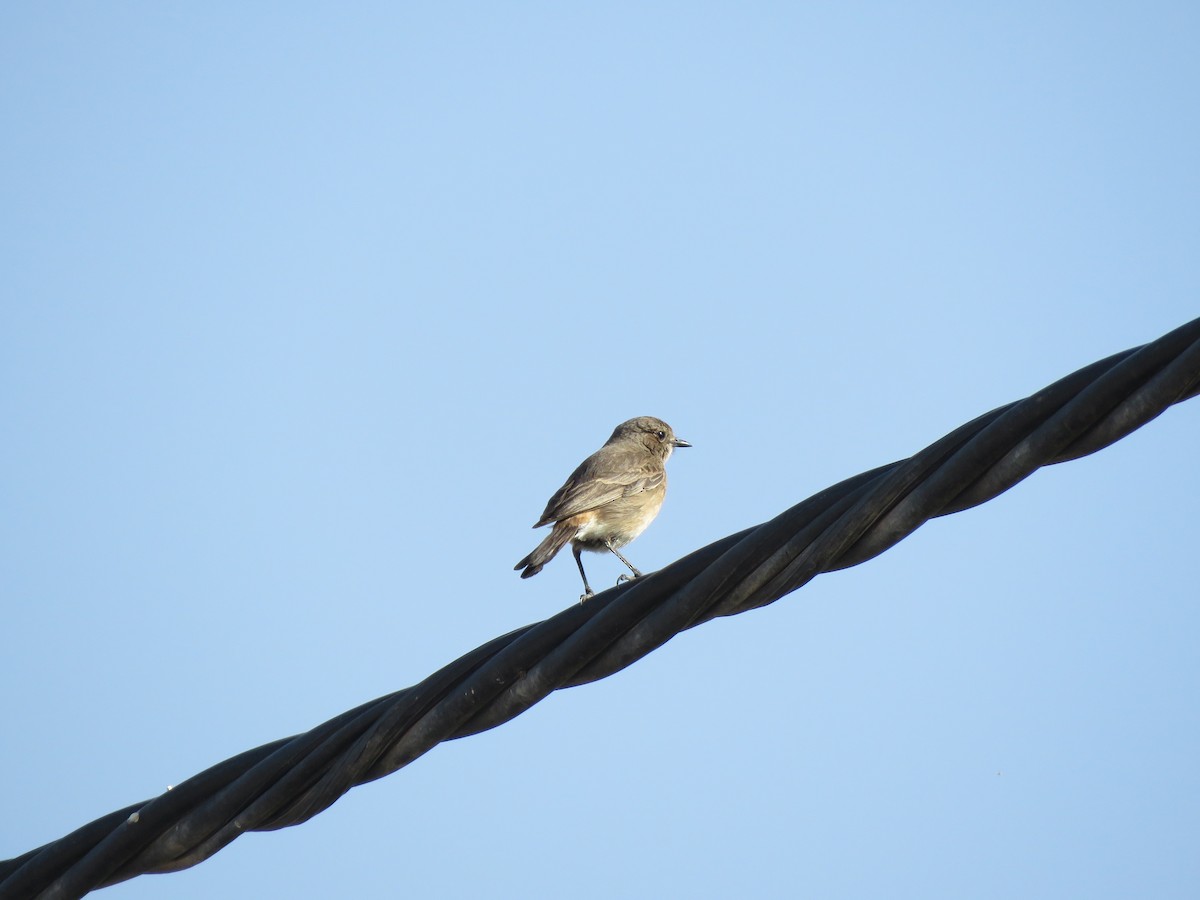 Black Redstart - ML414664081