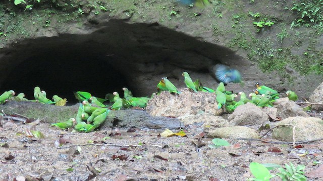 Orange-cheeked Parrot - ML414664181