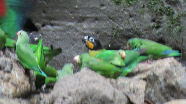 Orange-cheeked Parrot - ML414664301