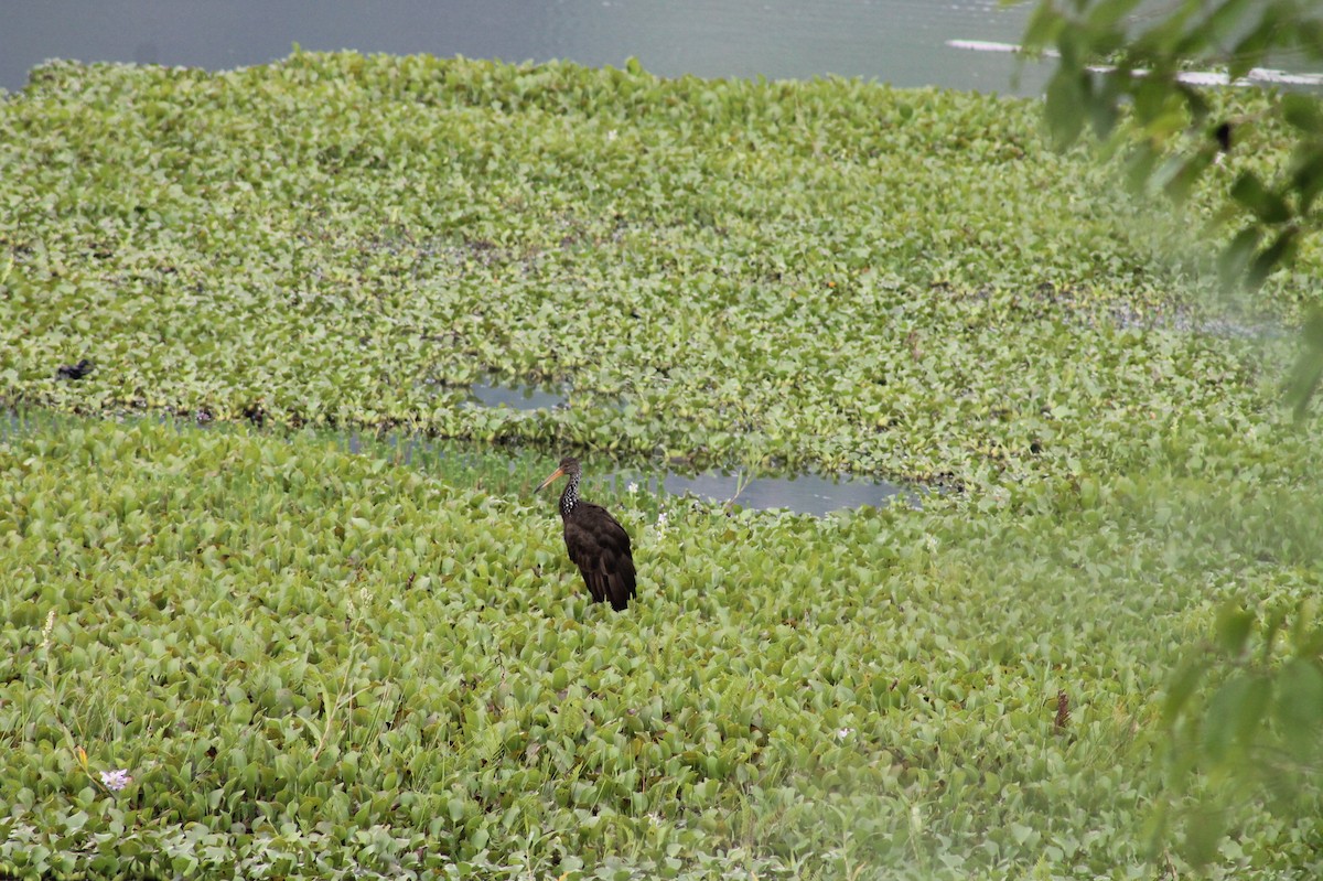 Limpkin - Hanz Nick Dávila Nonalaya