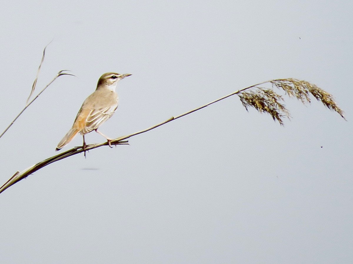 Rufous-tailed Scrub-Robin - ML414665731