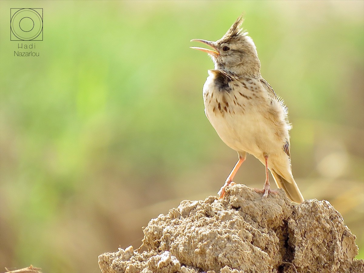 Crested Lark - Hadi Nazarlou