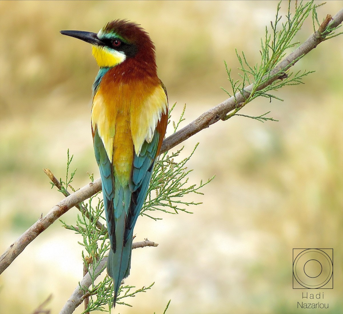 European Bee-eater - ML414666161