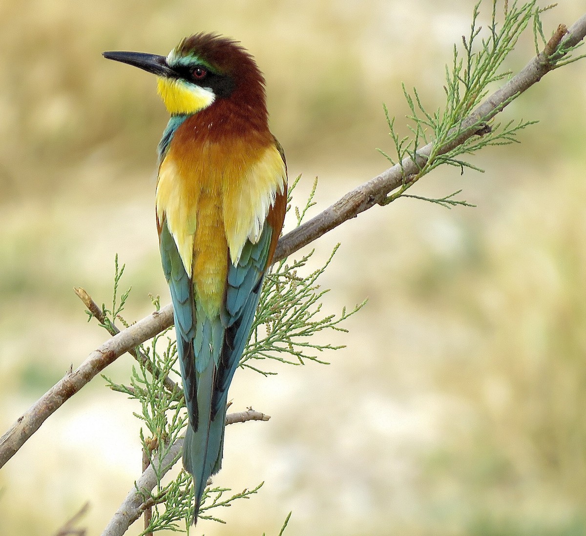 European Bee-eater - ML414666201