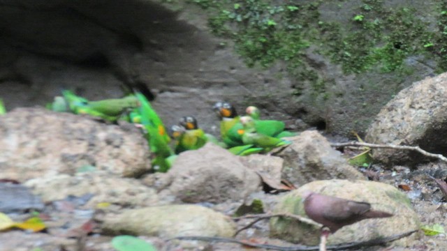 Orange-cheeked Parrot - ML414666271