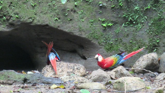 Scarlet Macaw - ML414667571