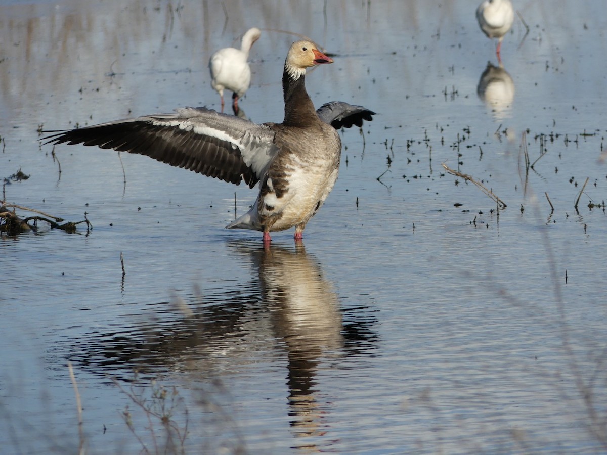 Snow Goose - ML41466811