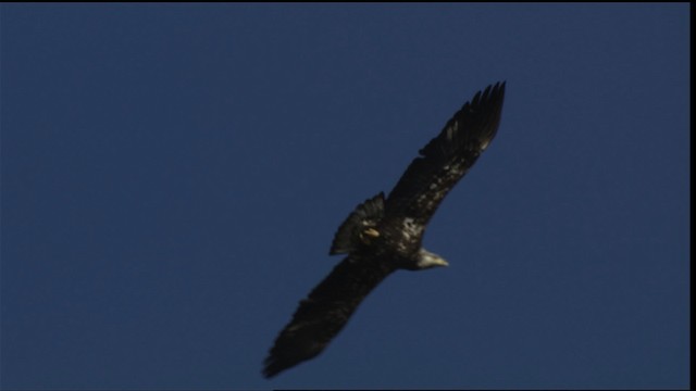 Bald Eagle - ML414669