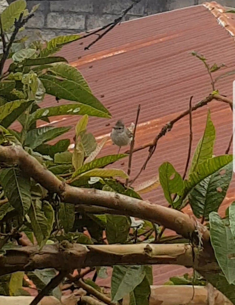 Southern Beardless-Tyrannulet - FRANKLIN DIAS