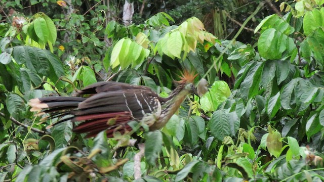 Hoatzin - ML414671351