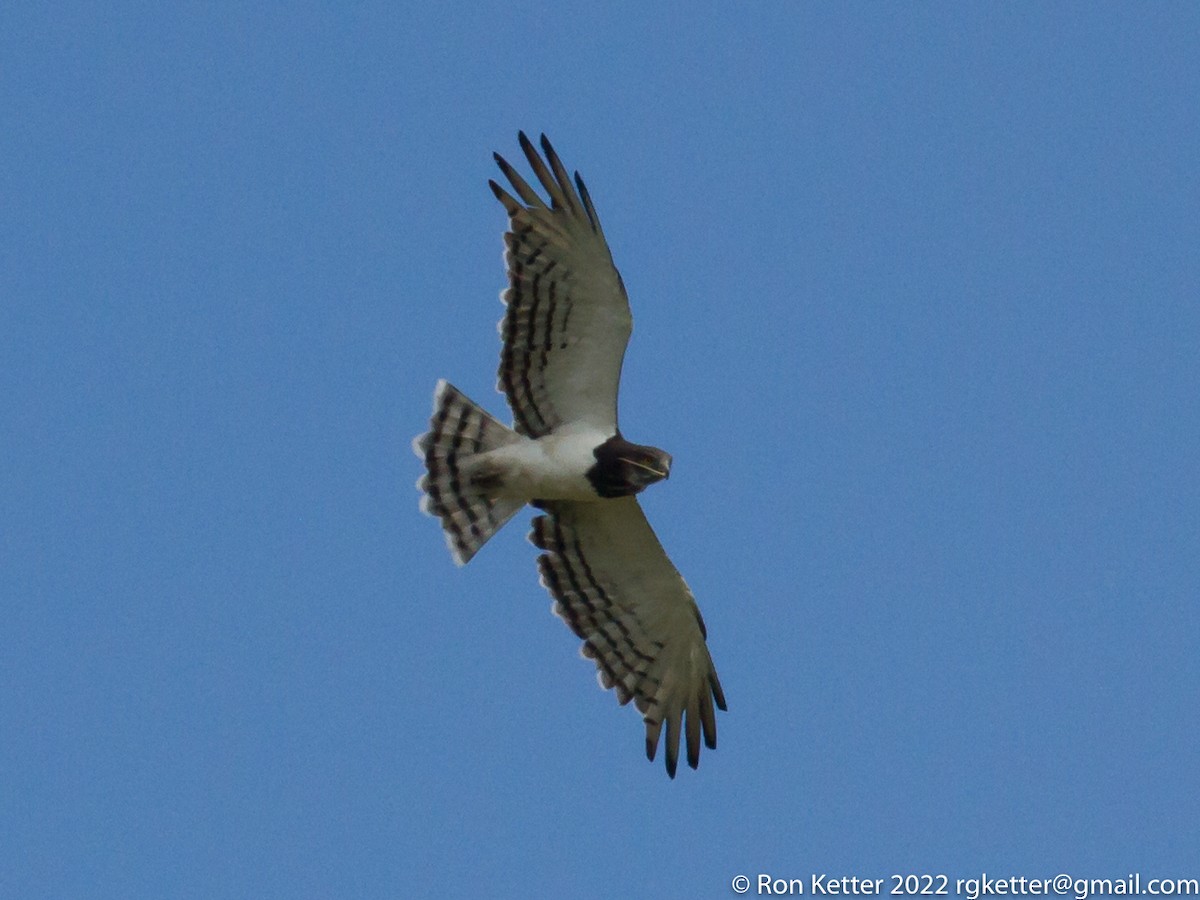 Black-chested Snake-Eagle - ML414671571