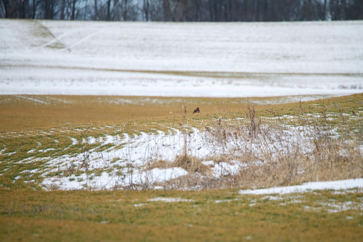 Northern Harrier - ML414671871