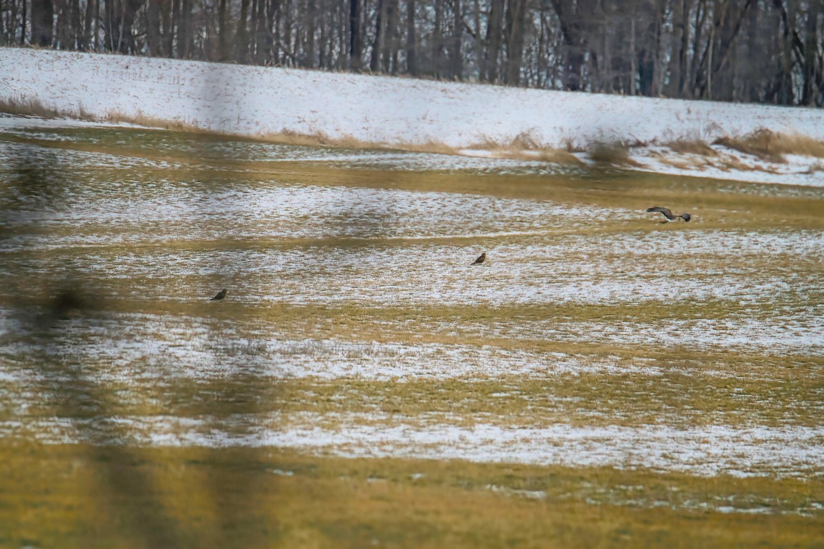 Northern Harrier - ML414671911