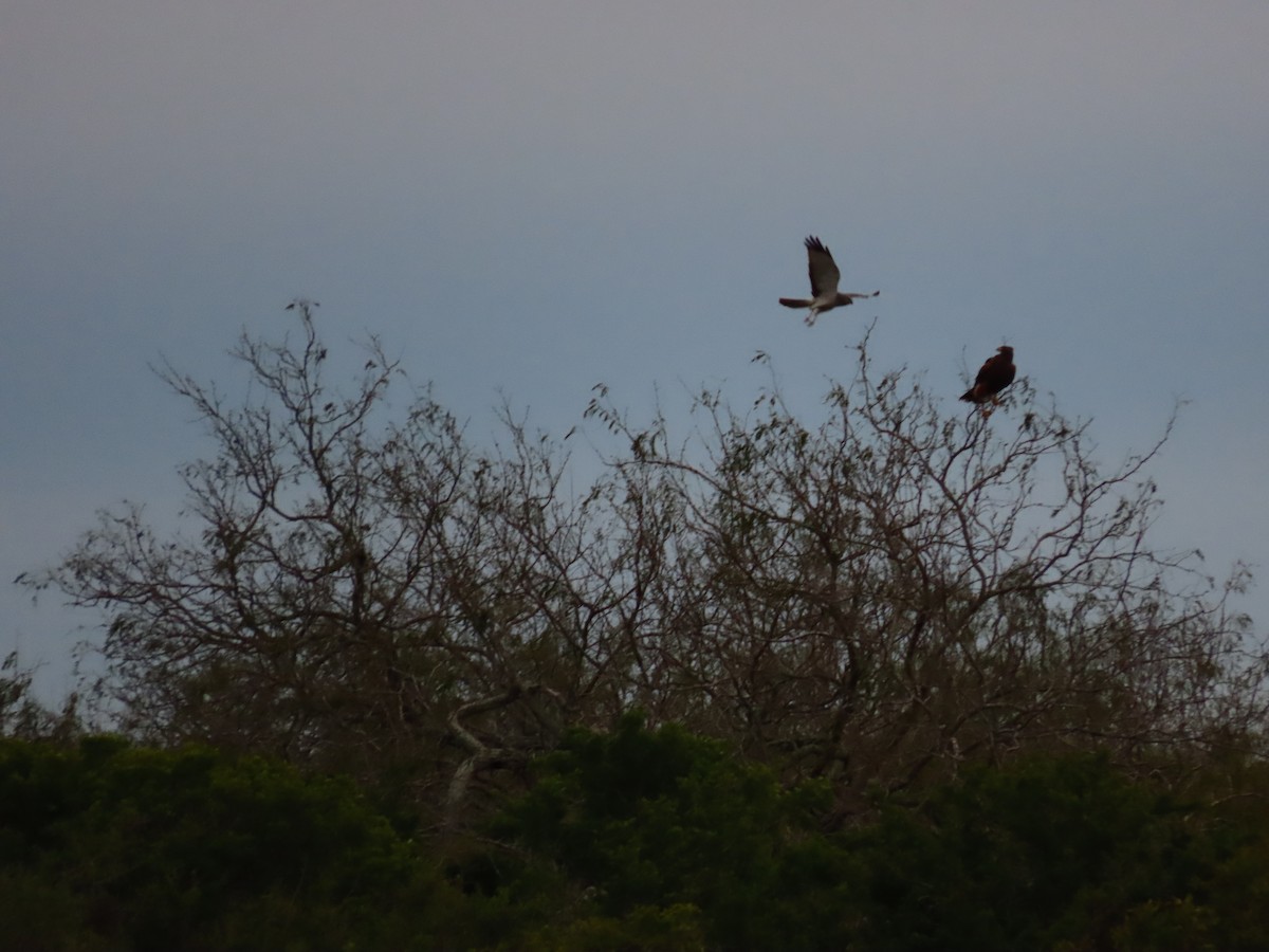 Northern Harrier - Phil Lehman