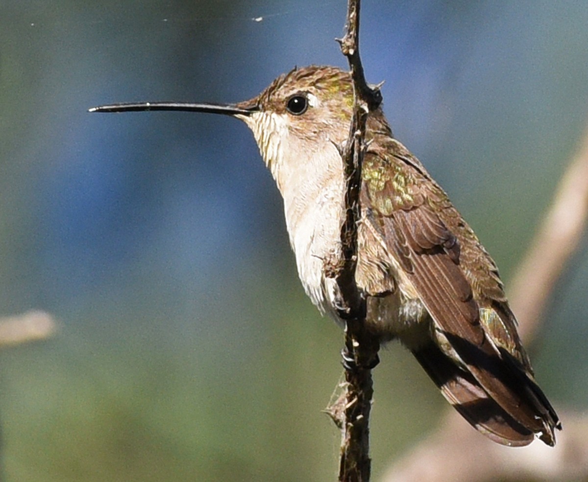 Black-chinned Hummingbird - ML414673571