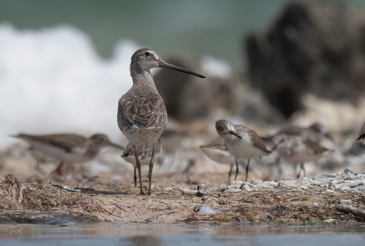 短嘴半蹼鷸 - ML414673581