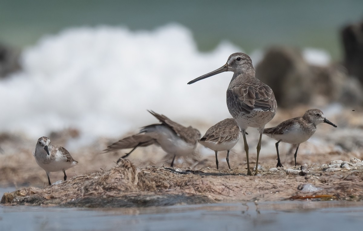 短嘴半蹼鷸 - ML414673591