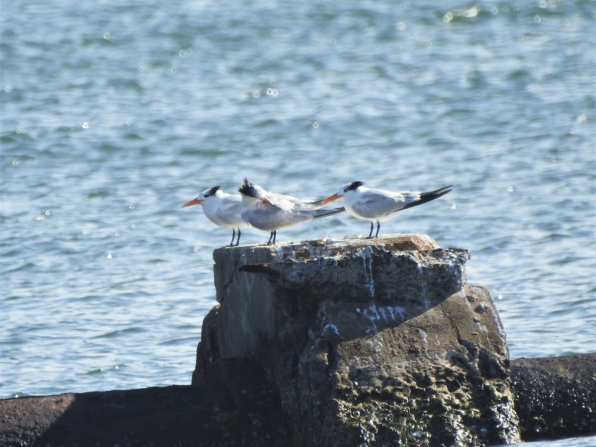 Royal Tern - ML414674531