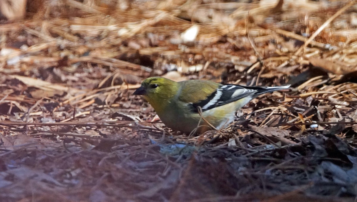 American Goldfinch - ML414674701