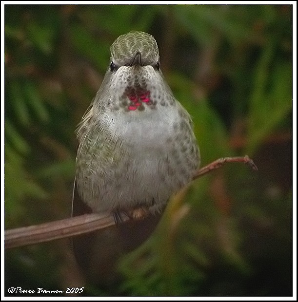 Anna's Hummingbird - ML41467471
