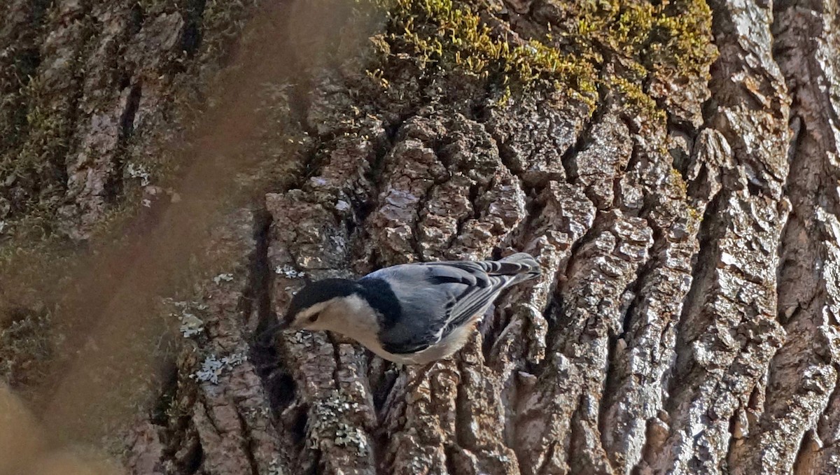 White-breasted Nuthatch - ML414674841