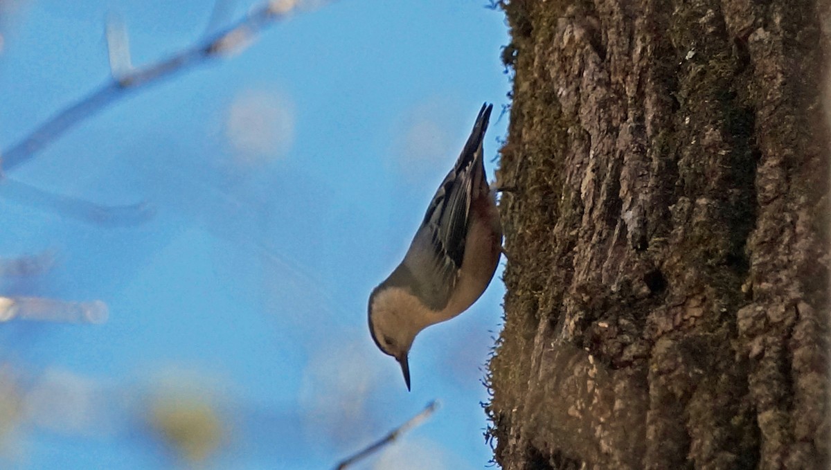 White-breasted Nuthatch - ML414674861