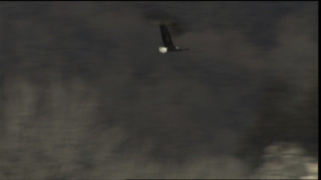 Bald Eagle - ML414676