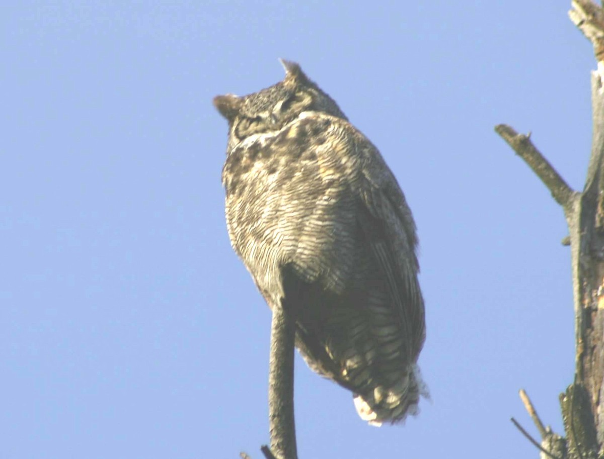Great Horned Owl - ML414676041