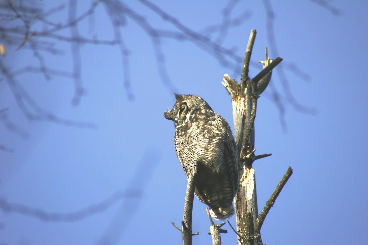 Great Horned Owl - ML414676051